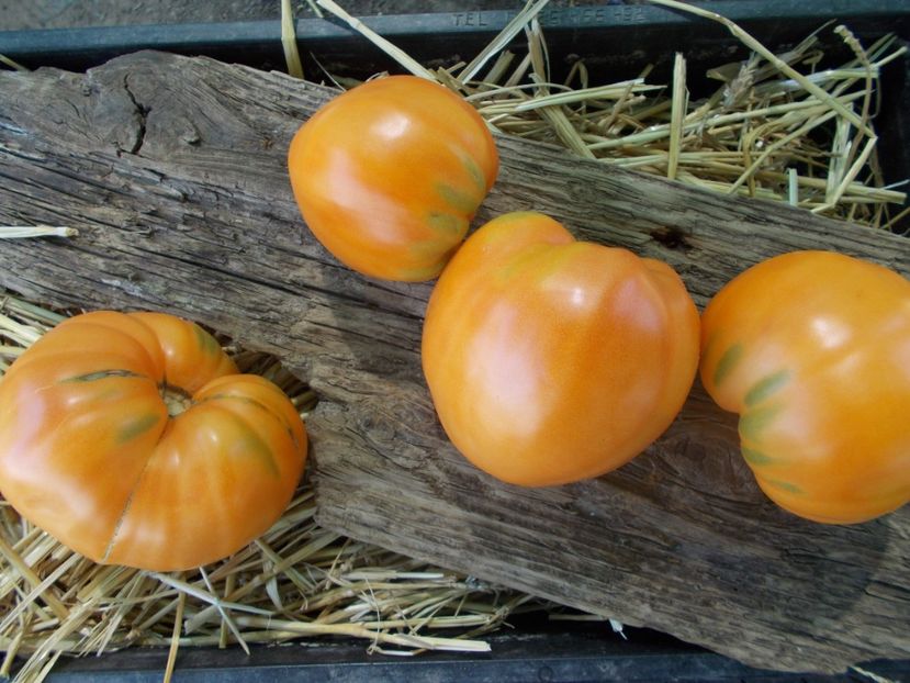  - SEMINTE ROSII - T 892 MARINA DUKHOVA