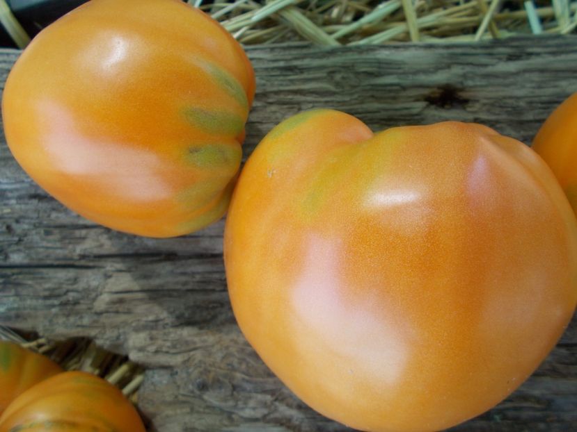  - SEMINTE ROSII - T 892 MARINA DUKHOVA