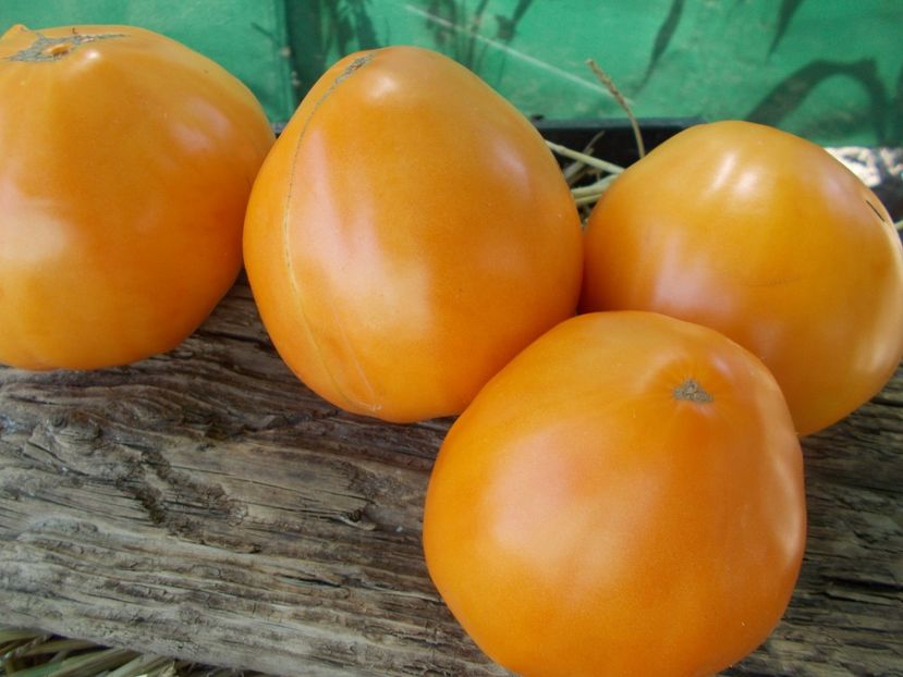  - SEMINTE ROSII - T 892 MARINA DUKHOVA