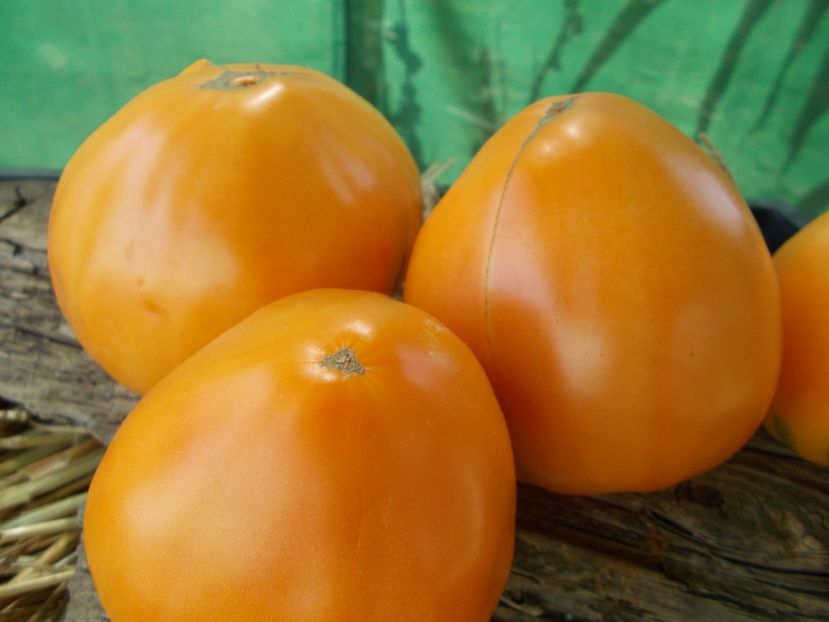  - SEMINTE ROSII - T 892 MARINA DUKHOVA