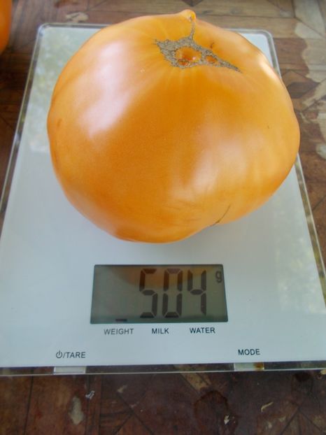  - SEMINTE ROSII - T 892 MARINA DUKHOVA