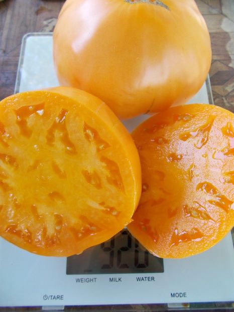  - SEMINTE ROSII - T 892 MARINA DUKHOVA