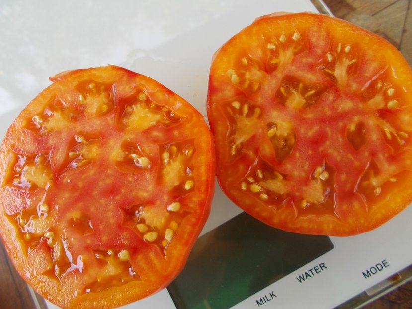  - SEMINTE ROSII - T 977 AWESOME - det