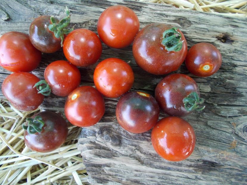  - SEMINTE ROSII - T 834 BLUE PIT S