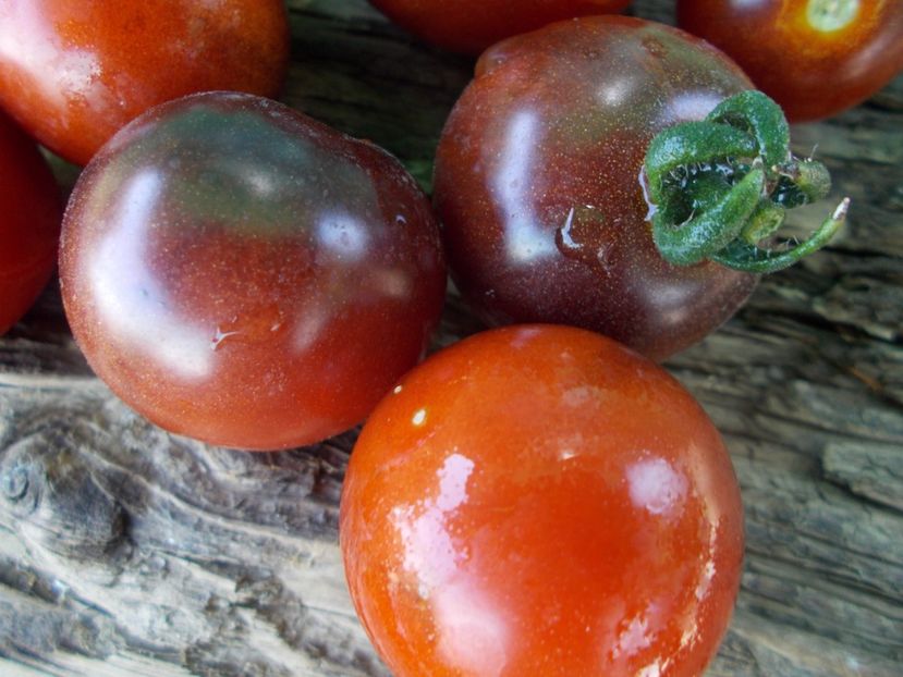  - SEMINTE ROSII - T 834 BLUE PIT S