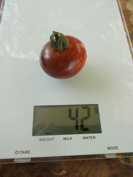  - SEMINTE ROSII - T 834 BLUE PIT S