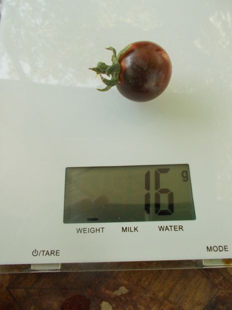  - SEMINTE ROSII - T 834 BLUE PIT S