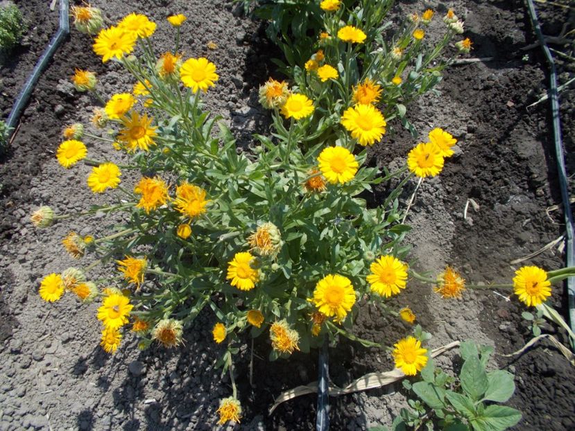  - SEMINTE GALBENELE - D 204 TOKAJ