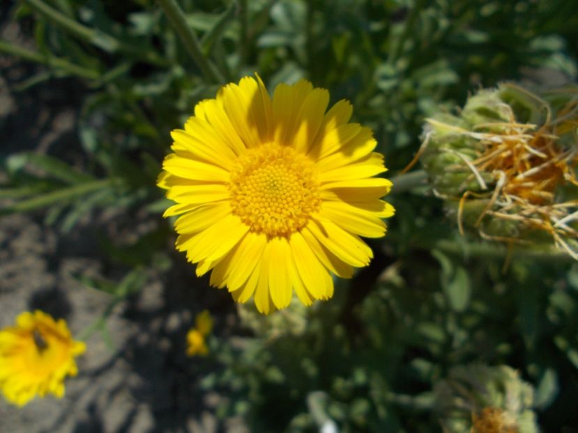  - SEMINTE GALBENELE - D 204 TOKAJ