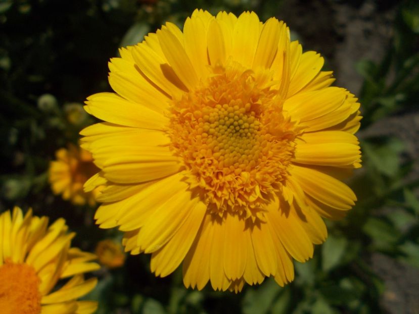  - SEMINTE GALBENELE - D 204 TOKAJ