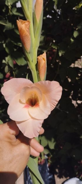  - Gladiole 2022