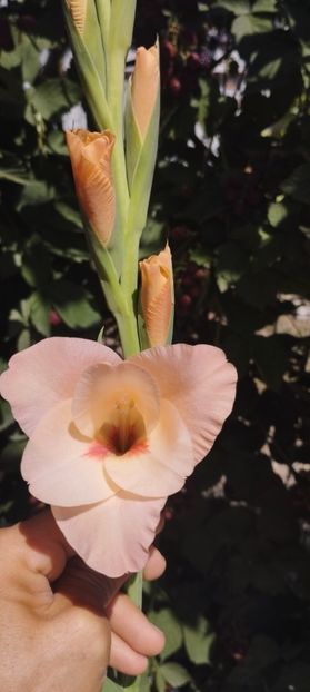  - Gladiole 2022