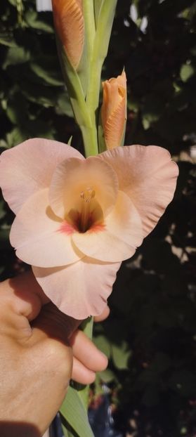  - Gladiole 2022