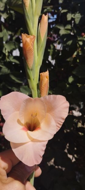  - Gladiole 2022