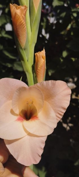  - Gladiole 2022