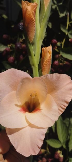 - Gladiole 2022