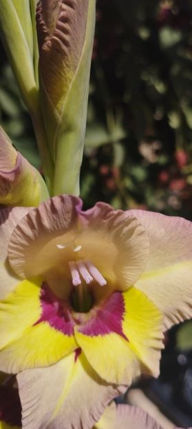  - Gladiole 2022