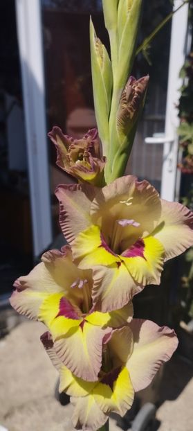  - Gladiole 2022