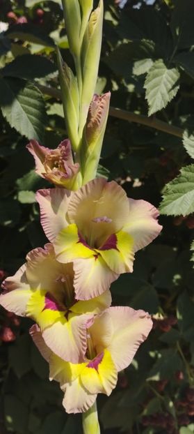  - Gladiole 2022