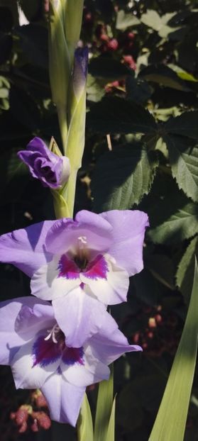  - Gladiole 2022