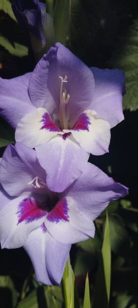  - Gladiole 2022