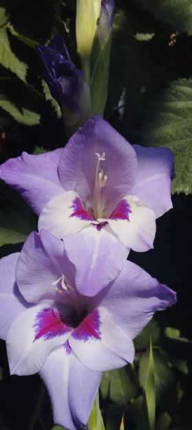 - Gladiole 2022