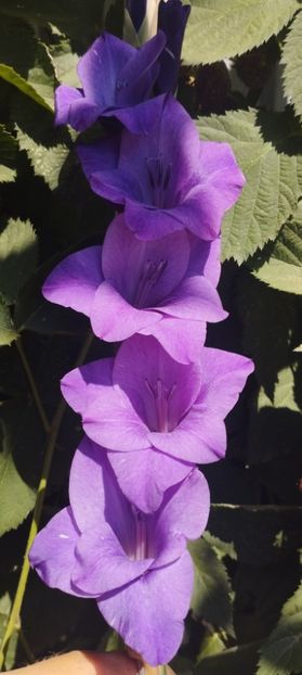  - Gladiole 2022