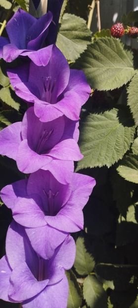  - Gladiole 2022