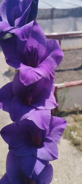  - Gladiole 2022