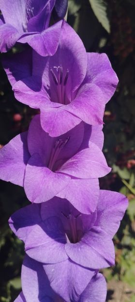  - Gladiole 2022
