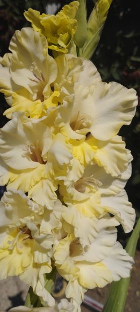  - Gladiole 2022