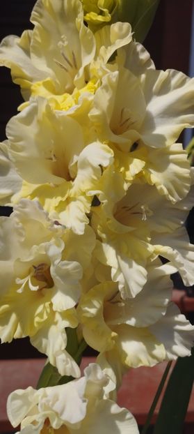  - Gladiole 2022