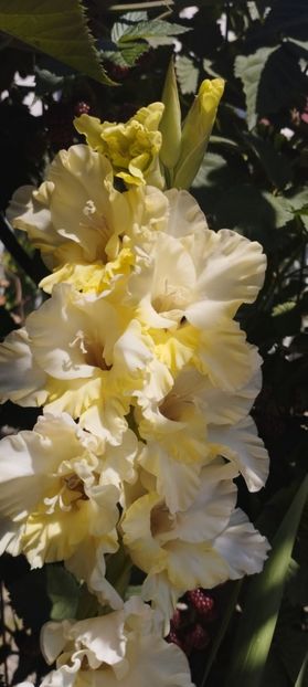  - Gladiole 2022