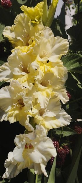  - Gladiole 2022