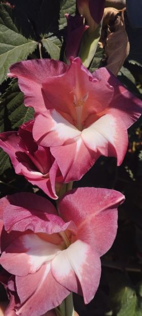  - Gladiole 2022