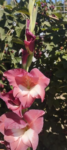  - Gladiole 2022