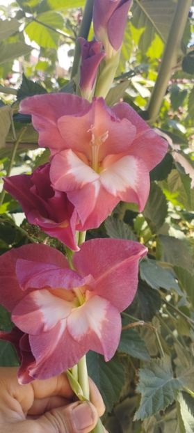  - Gladiole 2022