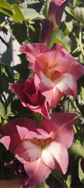  - Gladiole 2022