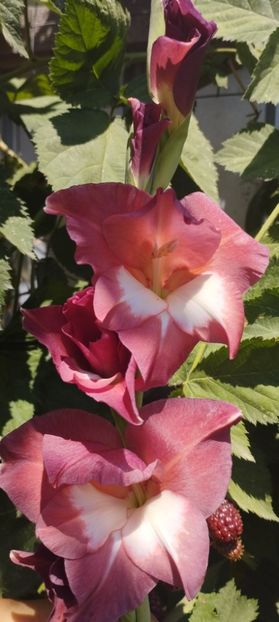  - Gladiole 2022