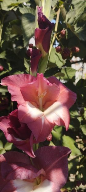  - Gladiole 2022