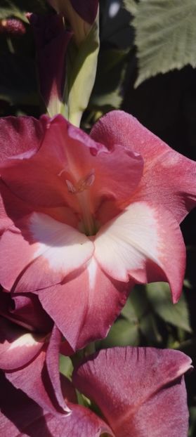  - Gladiole 2022