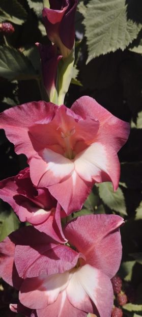  - Gladiole 2022