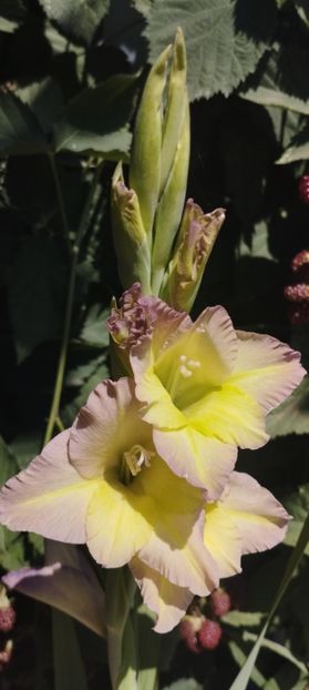  - Gladiole 2022