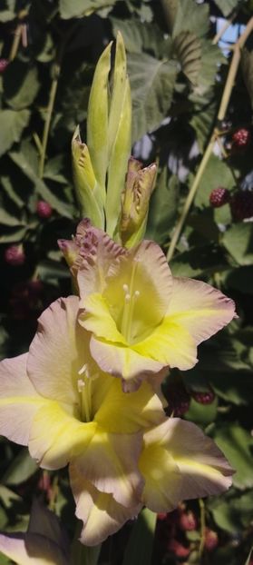  - Gladiole 2022