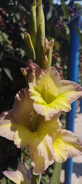  - Gladiole 2022