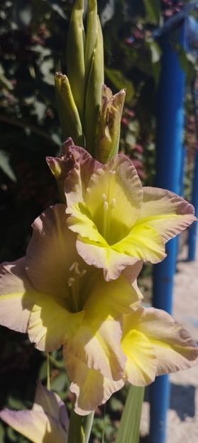  - Gladiole 2022