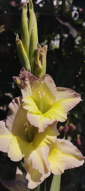  - Gladiole 2022