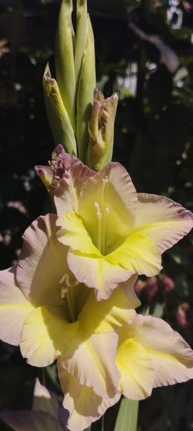  - Gladiole 2022