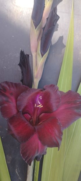  - Gladiole 2022