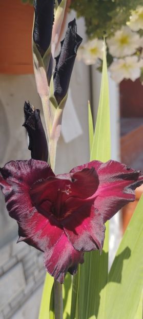  - Gladiole 2022